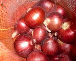 اجرو فارم, الاسمده المعلقه المتطوره تكنولوجيا النانو, دواء الاحماض الامينية, تصنيع سماد, سماد عالي البوتاسيوم, منشطات النمو, طريقة التخلص من ملوحة التربة, العناصر الصغرى في السماد, خام للتصنيع للاغراض الزراعيه, الاسمده المعلقه المتطوره, سماد عالي البوتاسيوم فى مصر, سماد متوازن فى مصر
